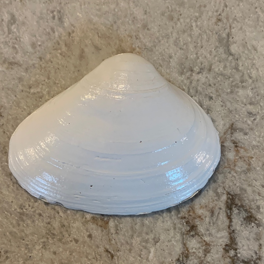 Shell trinket dish - Picture 3 of 4